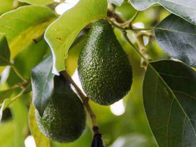 Avocado Image