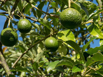 Avocado Image