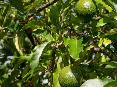 Avocado Image