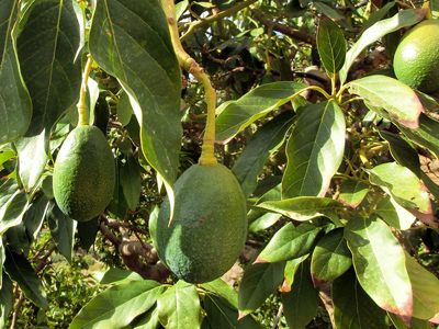 Avocado Image
