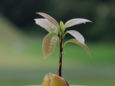 Avocado Image